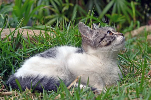 Schattig litle kitten liggend op het gras op zoek — Stockfoto