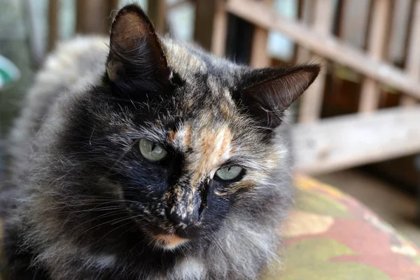 Schattige driekleurige vrouwelijke kat — Stockfoto