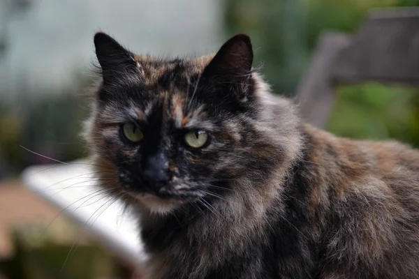 Lindo gato hembra de tres colores — Foto de Stock