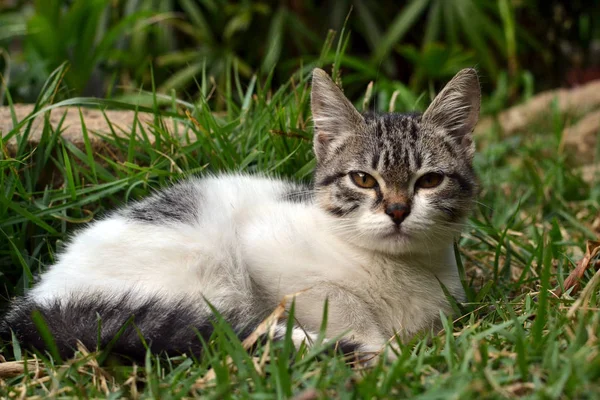 Милий світлий кошеня лежить на траві дивиться Стокове Зображення