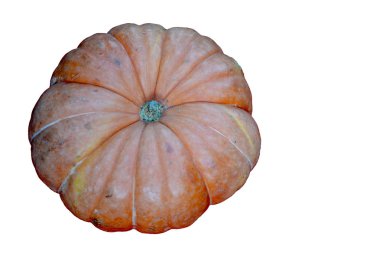 beyaz arka planda rustik kabak