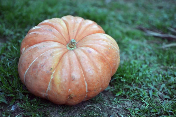 Calabaza vibrante en un suelo de hierba — Foto de Stock