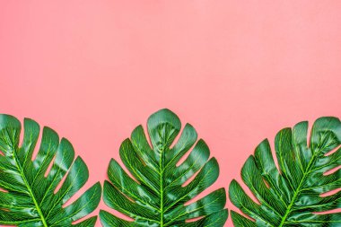 Tropikal ağaç yapraklarının güzel çiçek arkaplanı canavar ve palmiye yaprakları, metin, düz kompozisyon yaz, egzotik, seyahat, cennet, güzellik konsepti Üst görünüm boşluğu kopyalamak için.