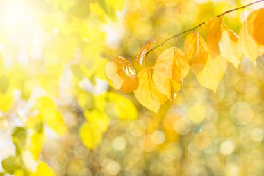 Kayın yapraklı sonbahar dalı, doğanın güzelliklerini süsler arka plan fotokopi alanı için Sonbahar, Eylül, Ekim, Kasım, doğa konsepti.