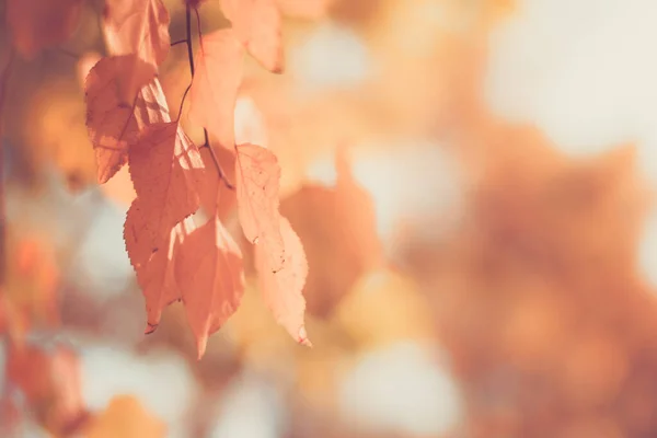 Höstgren Med Boklöv Dekorera Vacker Natur Bokeh Bakgrund Kopiera Utrymme — Stockfoto