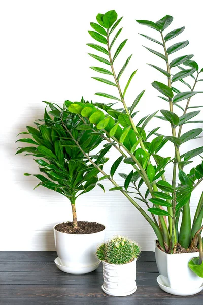 Grüne Duftende Dracaena Pflanze Grüne Zamioculcas Zamiifolia Pflanze Isoliert Auf — Stockfoto