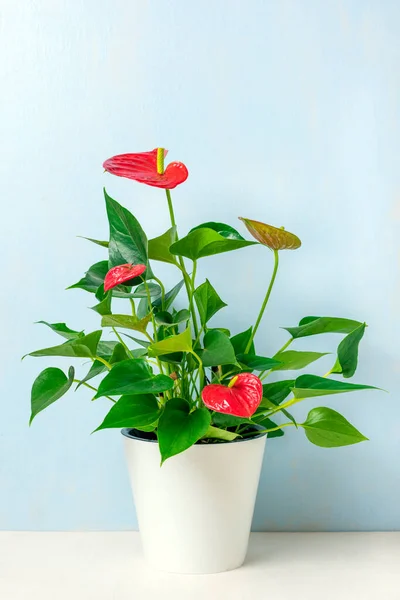 Huis plant Anthurium in witte bloempot geïsoleerd op witte tafel en blauwe achtergrond Anthurium is hart-vormige bloem Flamingo bloemen of Anthurium andraeanum, Araceae of Arum symboliseren gastvrijheid — Stockfoto