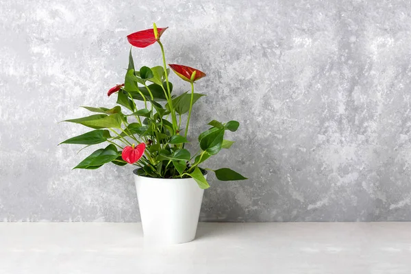 Huis plant Anthurium in witte bloempot geïsoleerd op witte tafel en grijze achtergrond Anthurium is hartvormige bloem Flamingo bloemen of Anthurium andraeanum, Araceae of Arum symboliseren gastvrijheid — Stockfoto