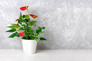 Beyaz saksıda bulunan ve beyaz masa ve gri arkaplanda bulunan Anthurium çiçekleri kalp şeklindedir - Flamingo çiçekleri veya Anthurium andraeanum, Araceae veya Arum konukseverliği sembolize eder