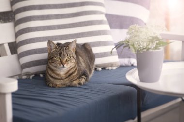 Kedi bankta oturuyor.