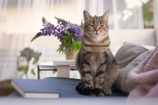 Kedi bankta oturuyor.