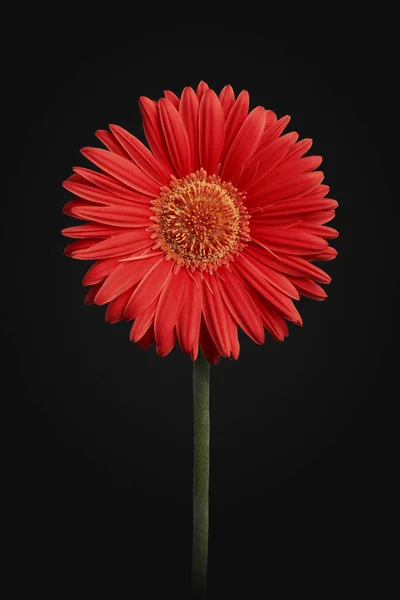 Siyah arka plan üzerine izole kırmızı gerbera çiçek