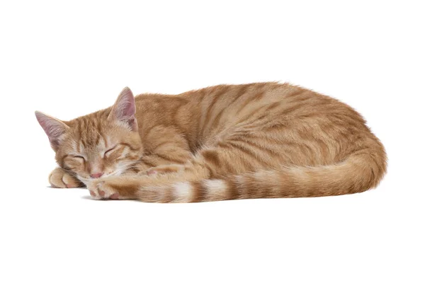 Сплячий Червоний Кіт Білому Тлі — стокове фото