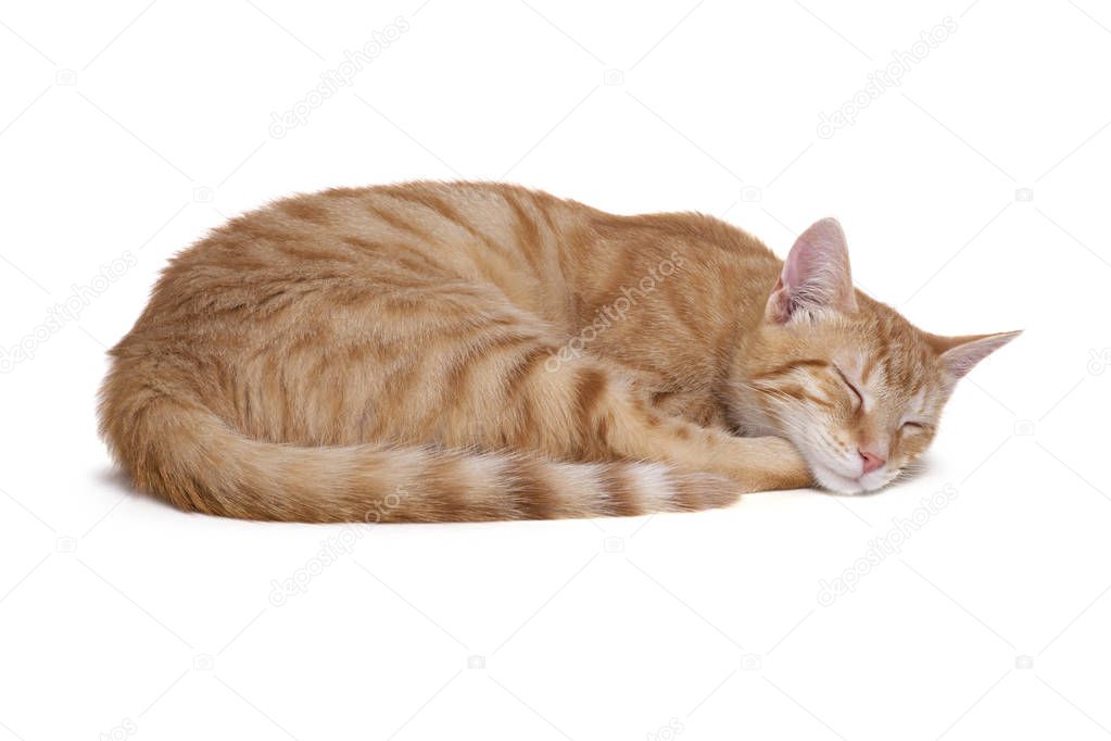 Sleeping red cat on white background.