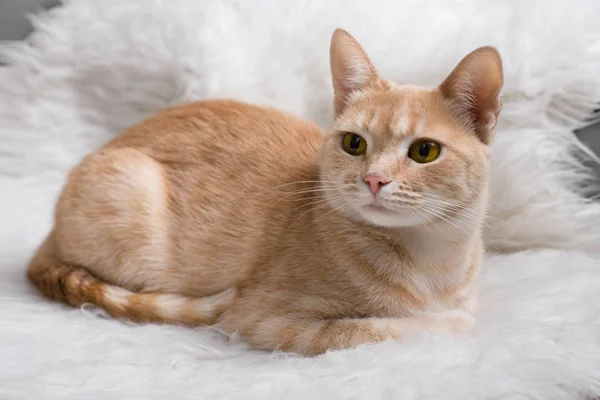 흰 양탄자에 누워 빨간 고양이 — 스톡 사진