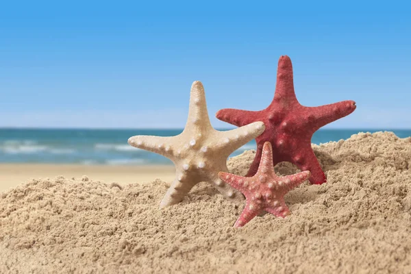 Морские звезды в песке на берегу моря — стоковое фото