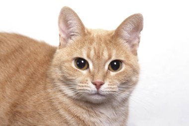 Kırmızı kedi portre yakın