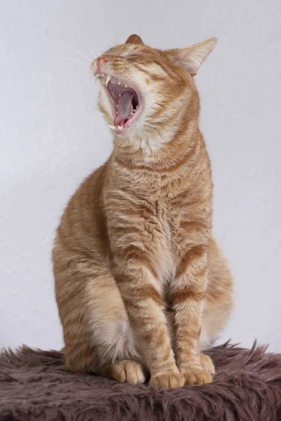 Червоний кіт позіхає — стокове фото