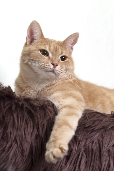 Portretul pisicii roșii aproape — Fotografie, imagine de stoc
