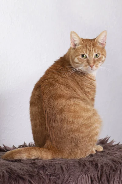 Rote Hauskatze sitzt. Porträt schließen — Stockfoto