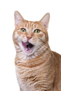 Yalama kırmızı kedi beyaz arka plan üzerinde izole