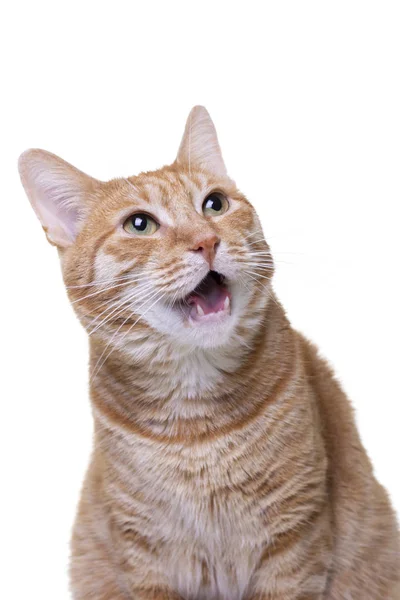 Grappig uitziende snuit van rode kat op witte achtergrond — Stockfoto