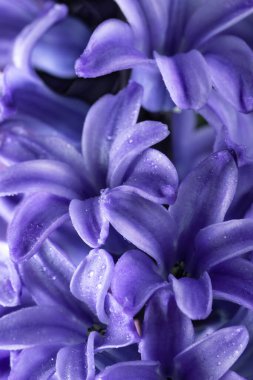 Mavi sümbül çiçekleri yaklaş. Bahar çiçekleri.