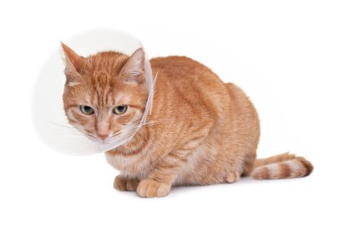 Kedi sterilizasyondan sonra yarayı korumak ve yalamamak için koni tasması takar. Erkek kediyi kısırlaştırıyorum. Hasta kedi konsepti. Beyaz arkaplan.
