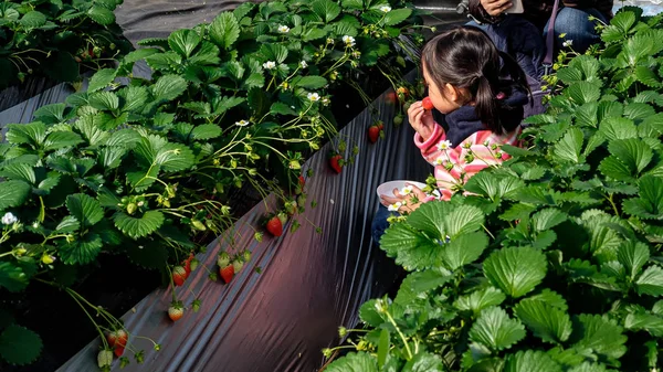 Lindo chico asiático chica comer fresa rodeado por fresa — Foto de Stock