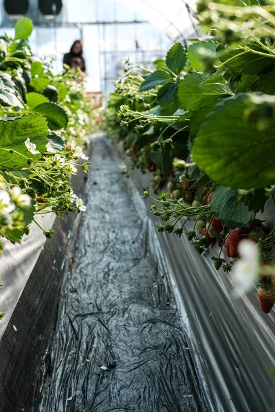 Fresa fresca con tallo en granja de plantación de fresas — Foto de Stock