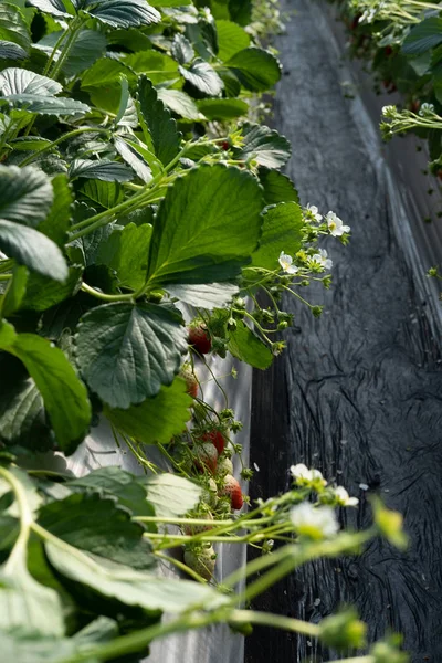 Fersk jordbær med stalk på jordbærplanting – stockfoto