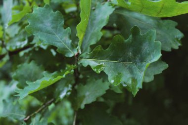Ağaç gövdesinde fare çocuk oyuncağı
