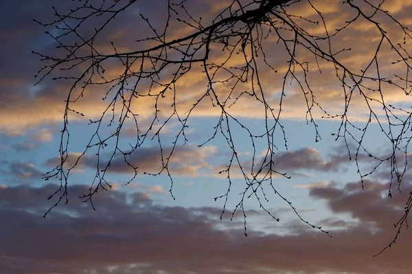 Frühlingstage in der Provinz - kahle Äste vor bewölktem Himmel — Stockfoto