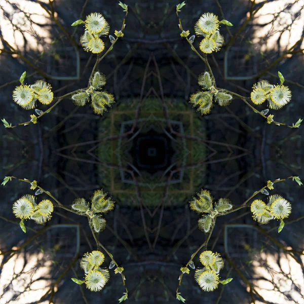 Rameaux de saules printaniers avec bourgeons duveteux et petites feuilles, jeunes pousses, macro — Photo