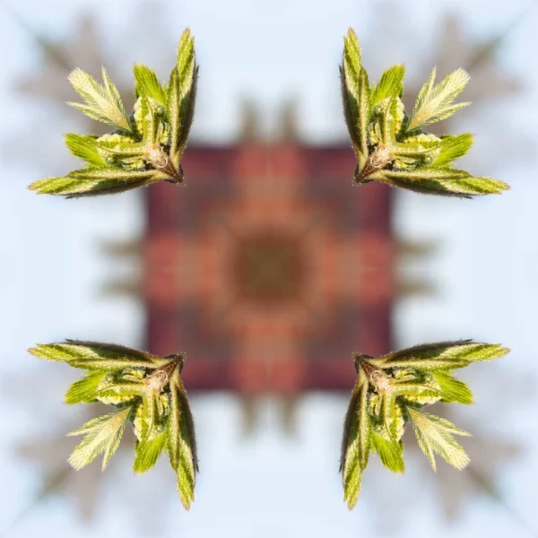 Frühjahrszweige mit Knospen und kleinen Blättern, junge Triebe, Makro — Stockfoto