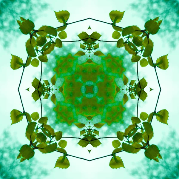 Quadrato di modello da una fotografia - foglie giovani di una betulla contro il cielo — Foto Stock