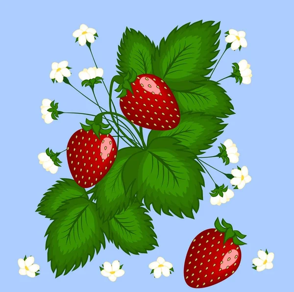 Şekil, illüstrasyon. Üç kırmızı çilek ve beyaz çiçekler ile Bush çilek.