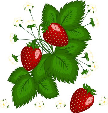 Şekil, illüstrasyon. Üç kırmızı çilek ve beyaz çiçekler ile Bush çilek.