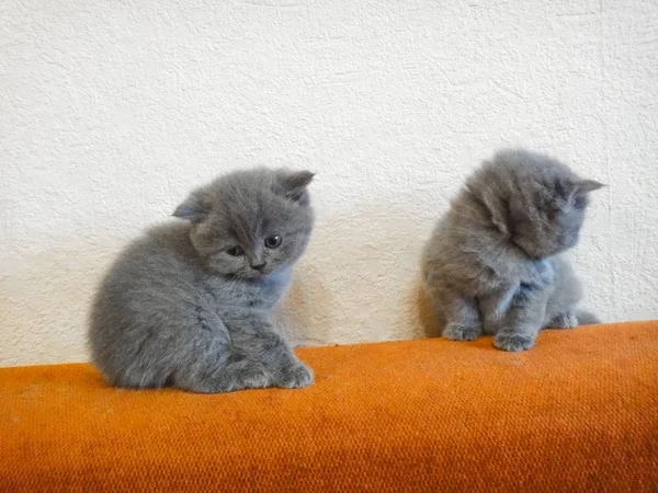 猫 - 英国、ロシアまたはショットラッドブルーの品種。非常にかわいいと触れる小さな灰色のふわふわ子猫 — ストック写真