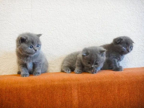 Γάτες-Βρετανοί, Ρώσοι ή Πυροβολικός μπλε φυλή. Πολύ χαριτωμένο και συγκινητικό μικρά γκρίζα χνουδωτά γατάκια — Φωτογραφία Αρχείου