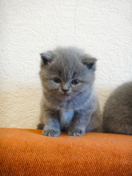 Gatos - raça britânica, russa ou azul de Shotlad. Gatinhos fofinhos cinzentos muito bonitos e comoventes — Fotografia de Stock