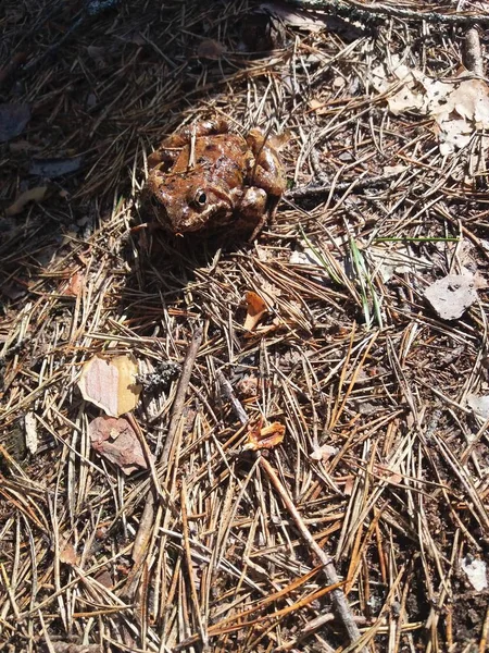 Фото - жаба на сонці на весняному розчищенні, розплавленому зі снігу. Рання весна, старі хвойні голки, розтоплена жаба або жаба — стокове фото