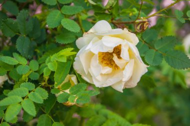 Dekoratif beyaz Terry gül kalçası, yaban gülü, yeşil yapraklı beyaz güzel yalnız çiçek