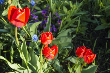 Çiçekler ve bitkiler - çim diğer çiçekler arasında beş kırmızı lale