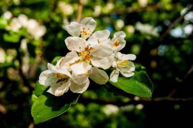 Sıcak bir yaz yağmuru yeni geçmişti, beyaz yasemin yaprakları üzerinde sarı polen bulaşması. Bir büyük yağmur damlası çiçek üzerinde parlar, bir dekorasyon olarak, rhinestone, elmas