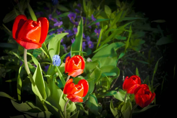 Flowers and plants - five red tulips among other flowers on the lawn