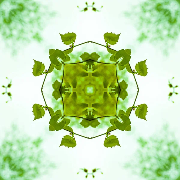 Muster Quadrat aus einem Foto - junge Blätter einer Birke gegen den Himmel — Stockfoto