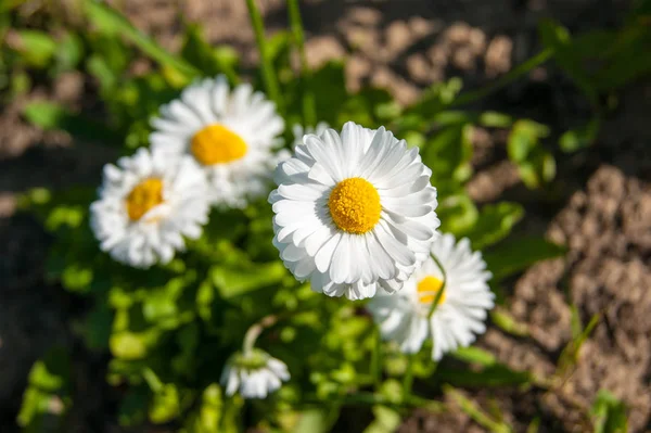 Bahar çiçekleri - çiçek tarhında beyaz papatyalar. Sarı merkezi olan beyaz küçük çiçekler — Stok fotoğraf