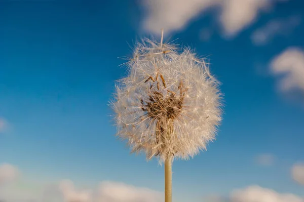 Summer. Wildflowers. White dandelion is already beginning to fly around against the blue sky with white clouds. — Stock Photo, Image