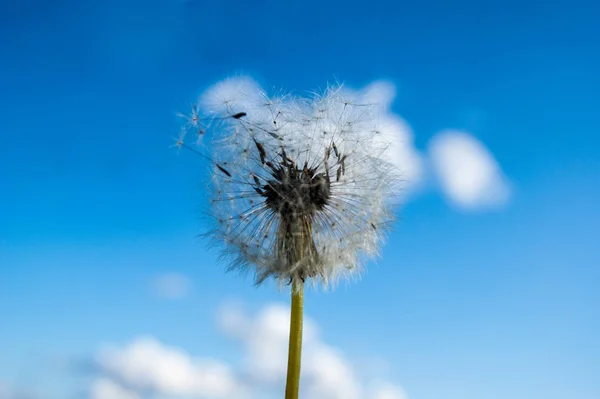 Summer. Wildflowers. White dandelion is already beginning to fly around against the blue sky with white clouds. — Stock Photo, Image